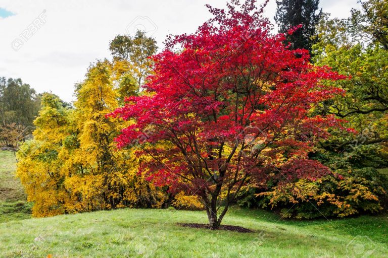 Árboles de jardín | El Blog de Tec Garden!